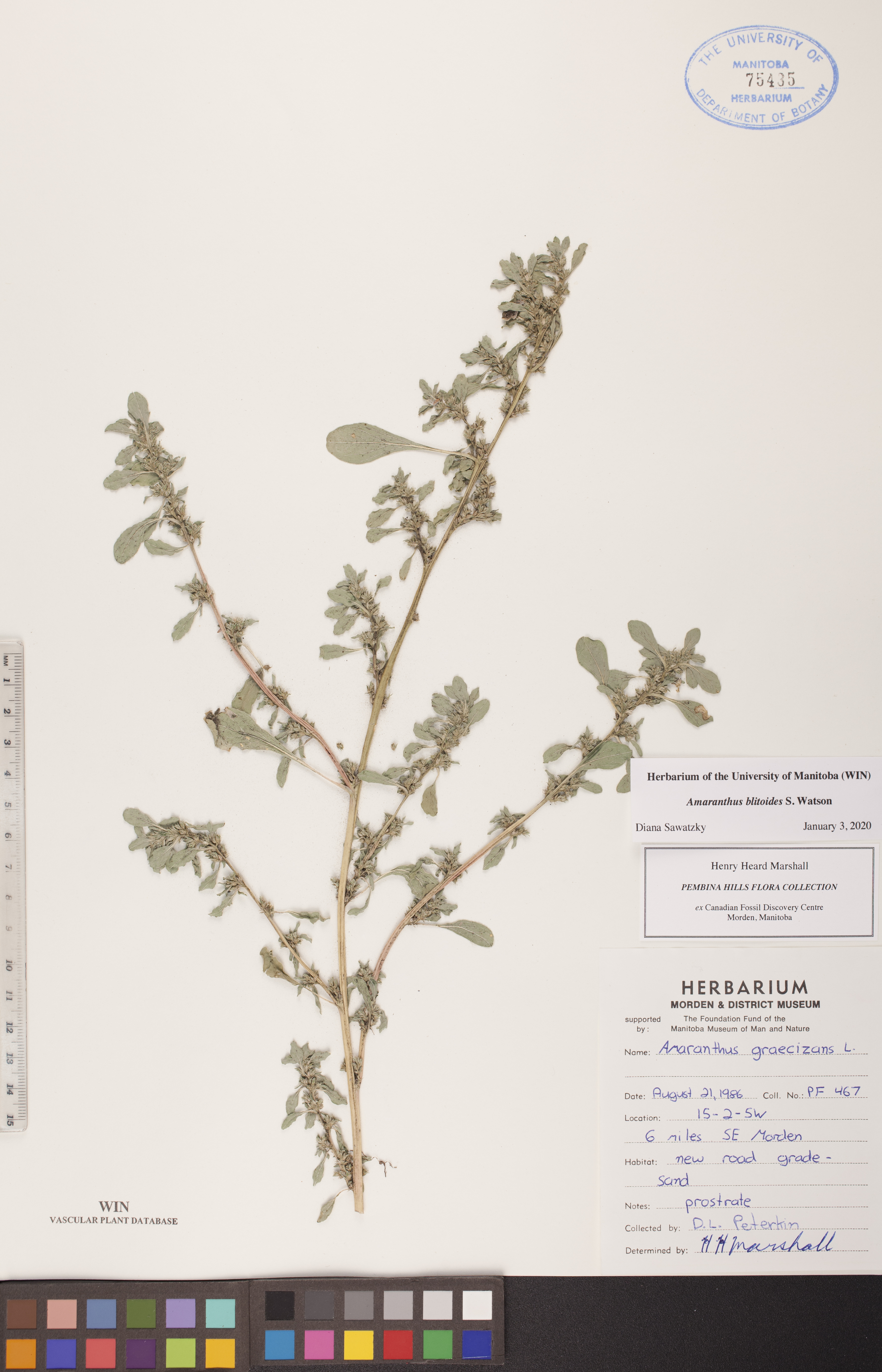 Amaranthus graecizans image